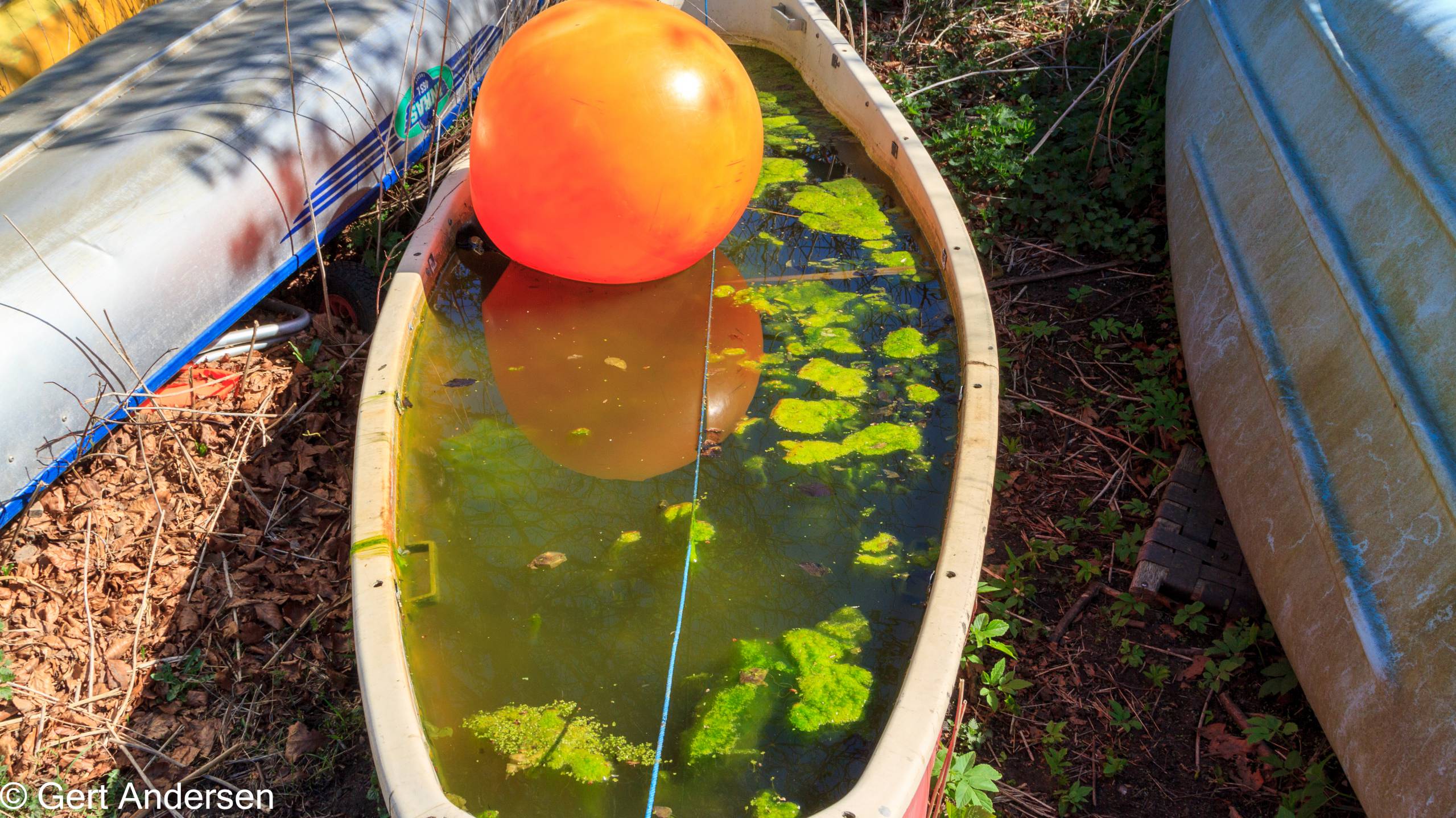 Lyngby Sø (5 of 37) compressed